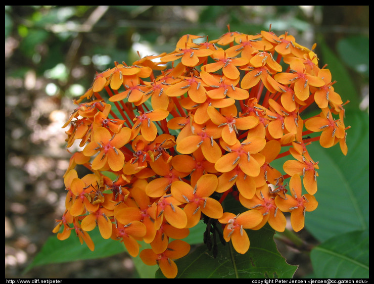 neat flowers