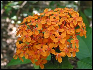 neat flowers