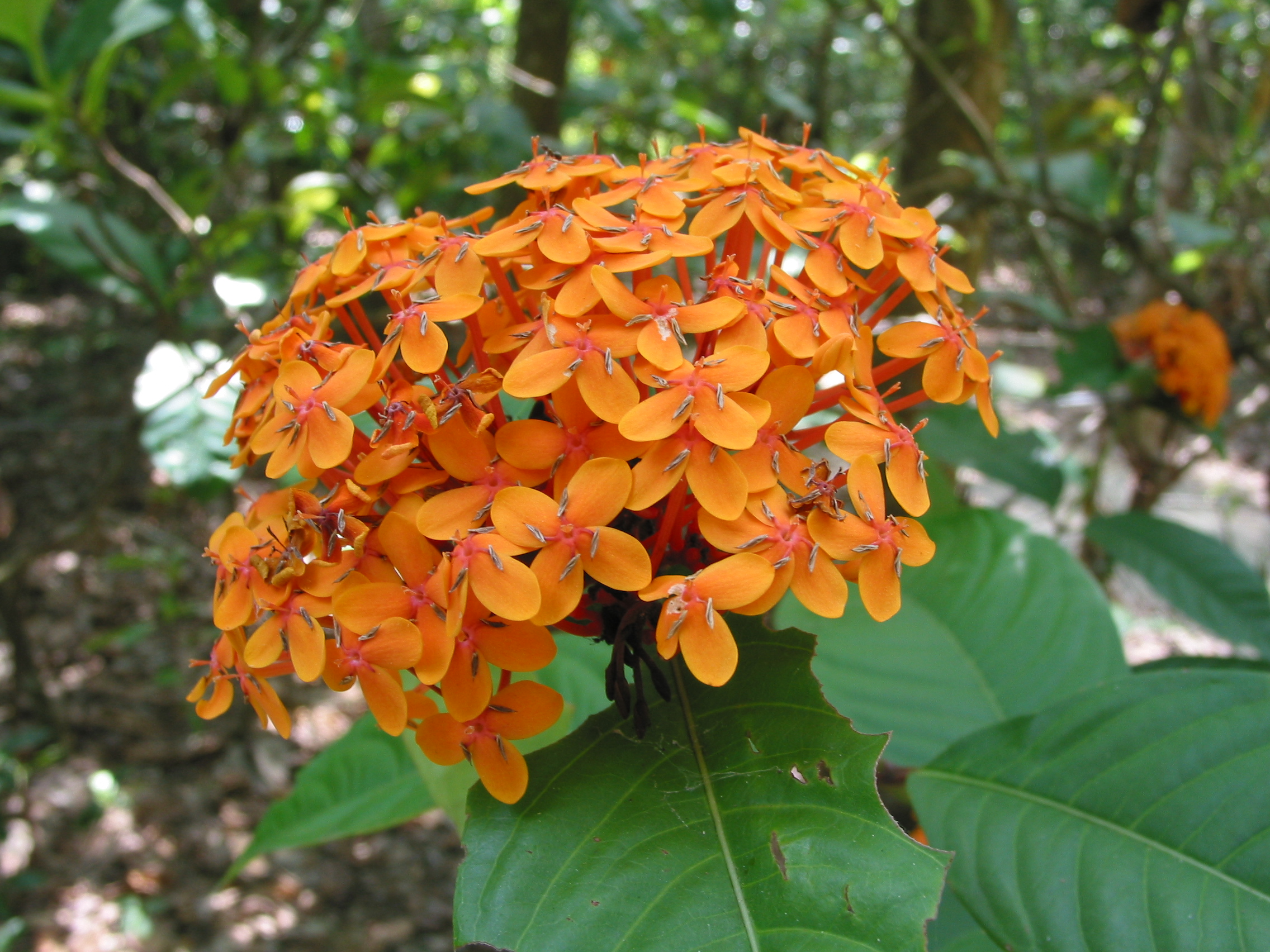 neat flowers