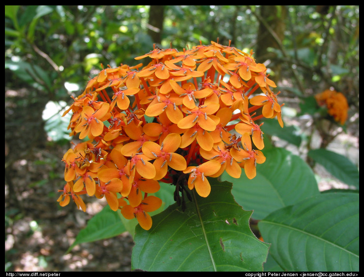 neat flowers