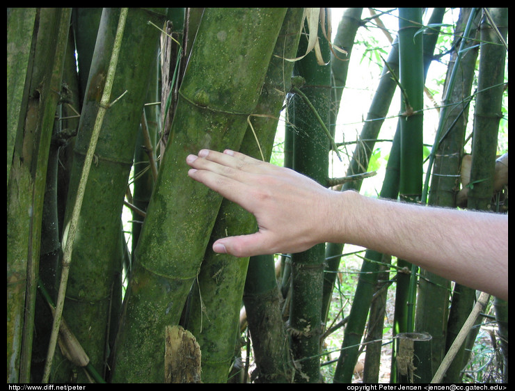 giant bamboo