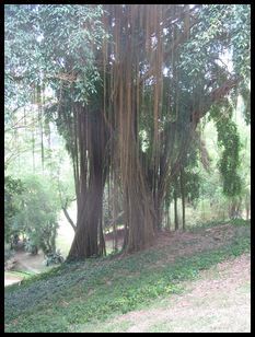 neat roots