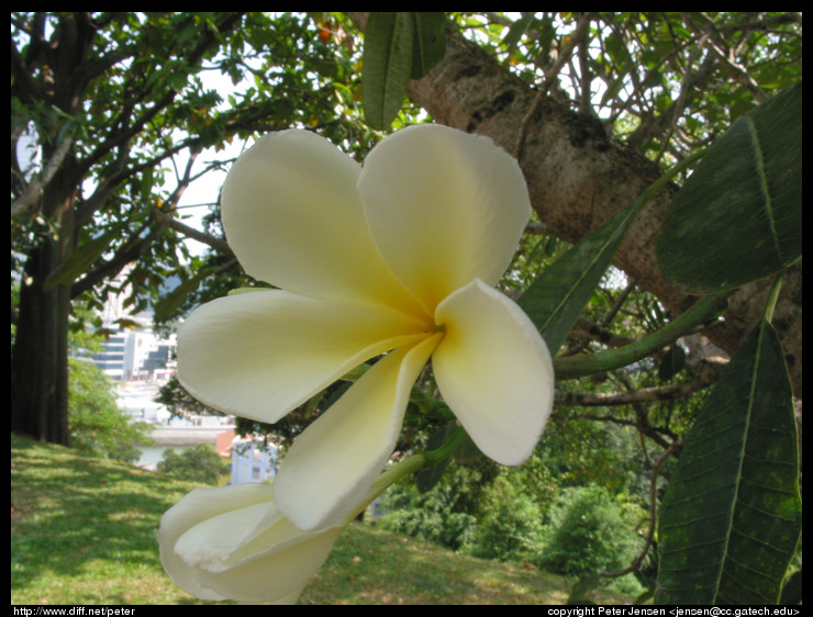flower
