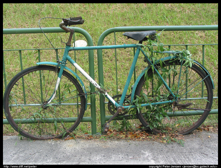 bicycles really evolved from plants