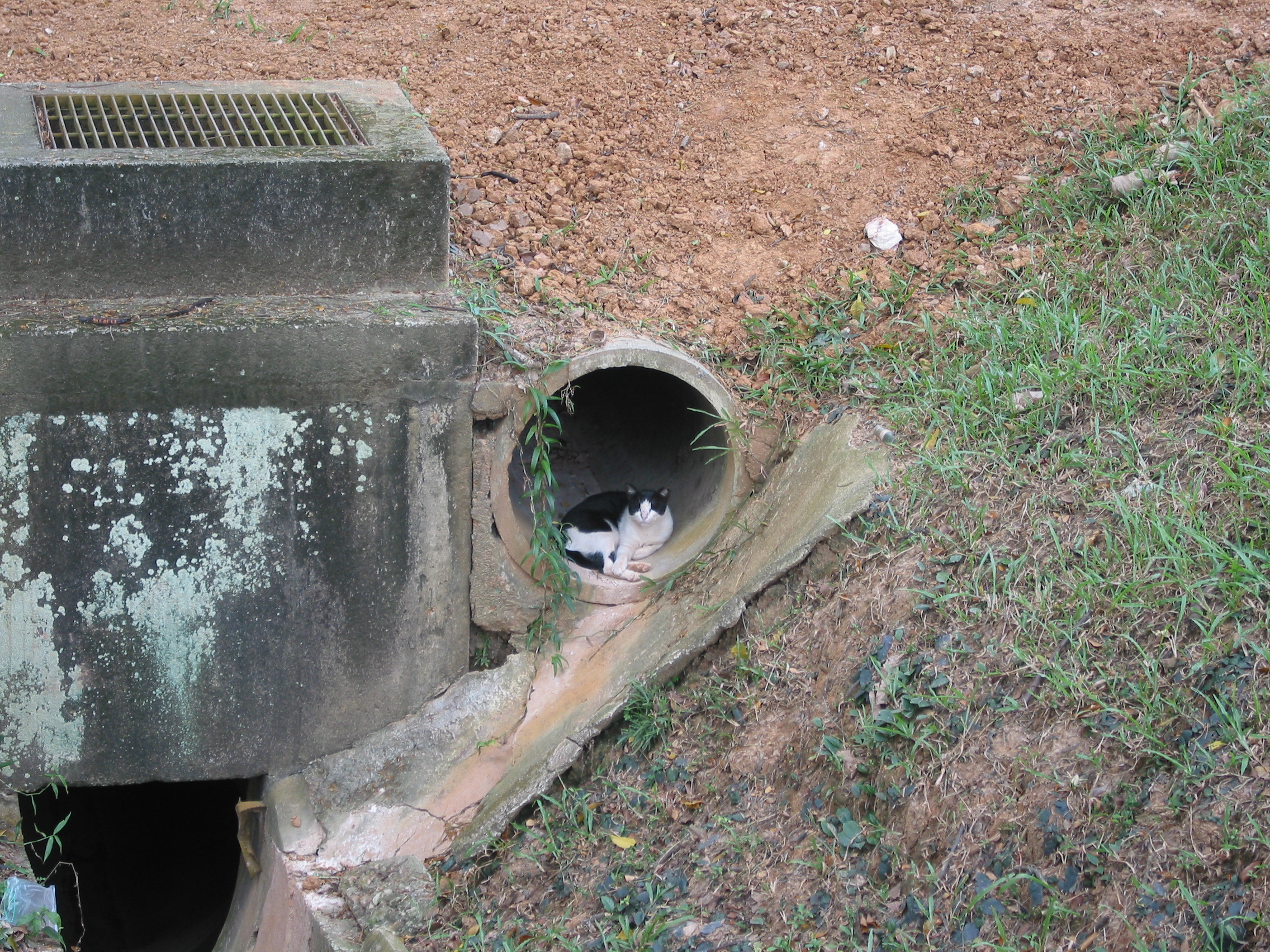 cat