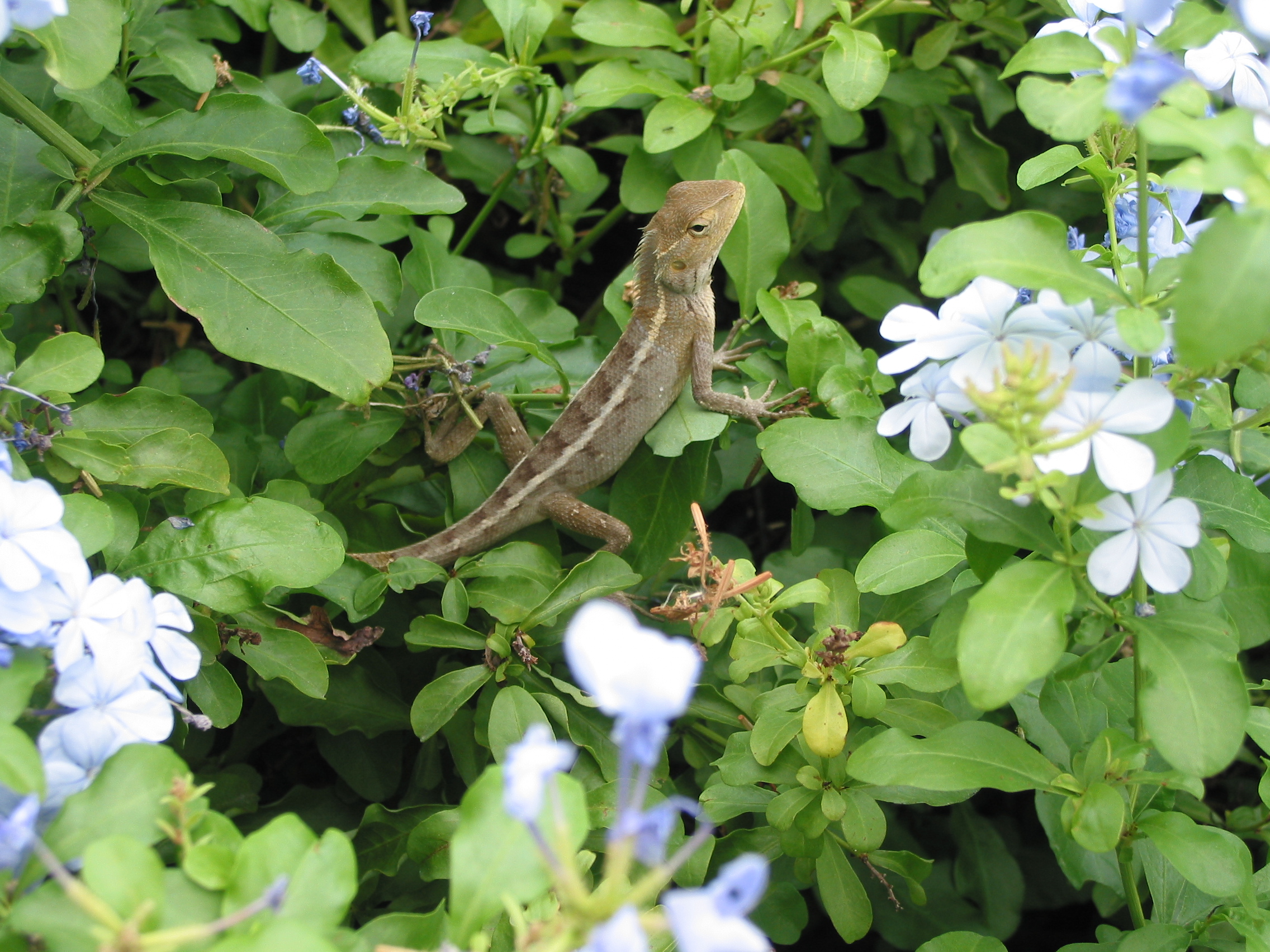 critter in the flowers