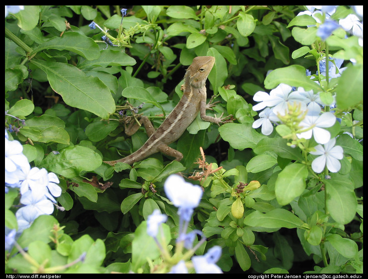 critter in the flowers