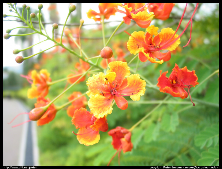 more pretty flowers