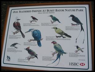 Bukit Batok birds