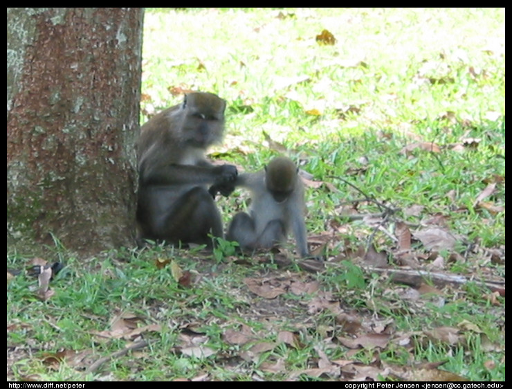 Macaque