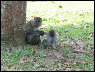 Macaque