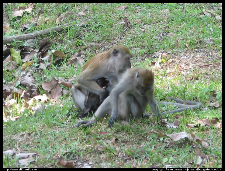 Macaque
