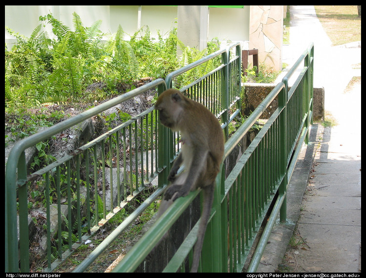 Macaque