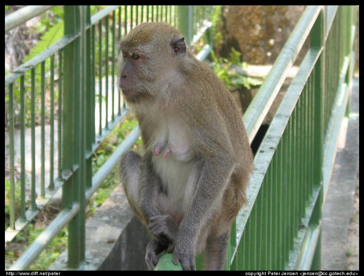 Macaque