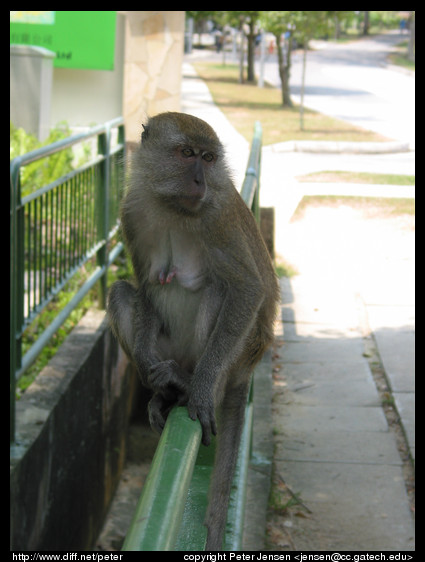 Macaque