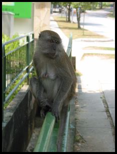 Macaque