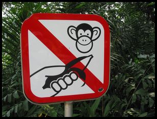 feed the monkeys?