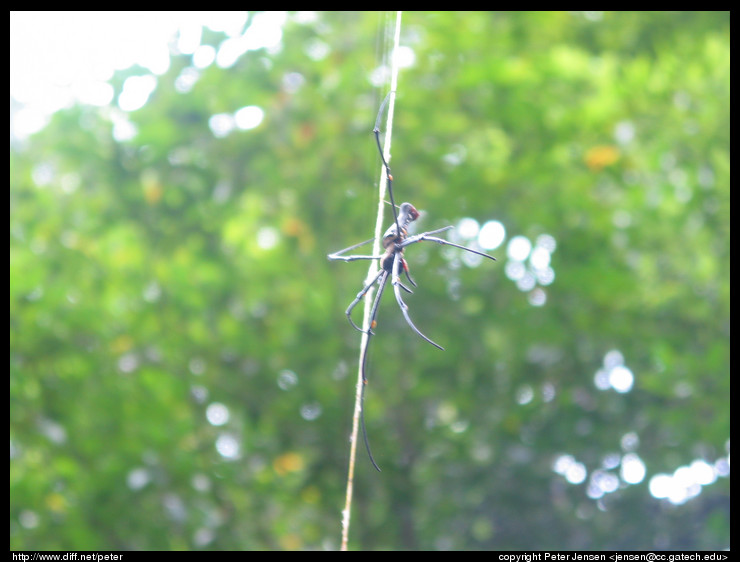 spider