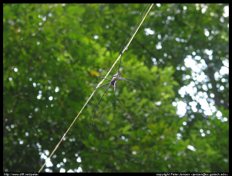 spider
