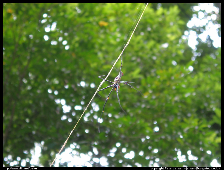 spider