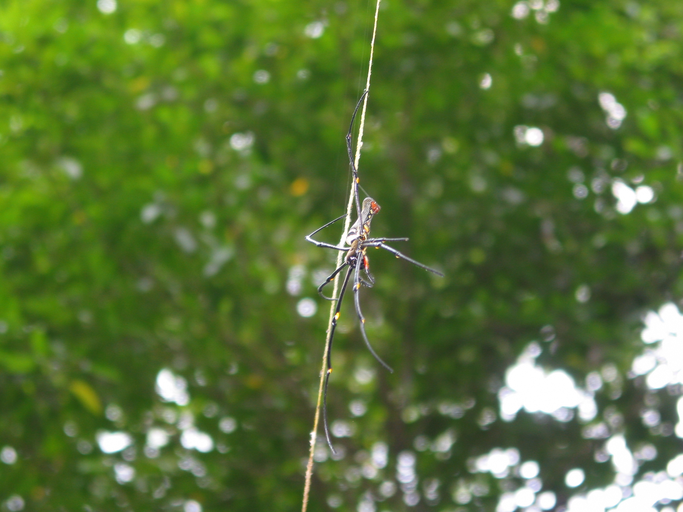spider
