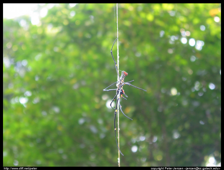spider