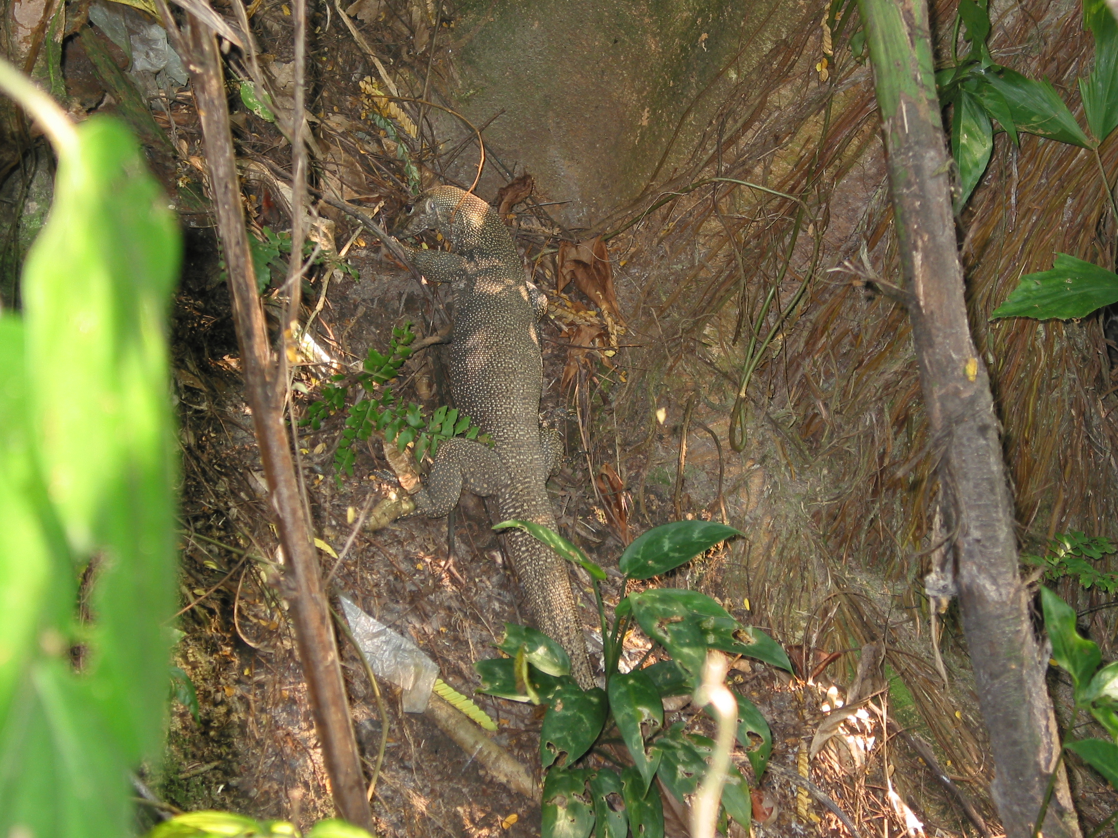 lizard