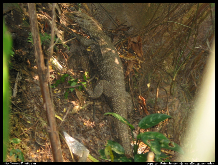 lizard