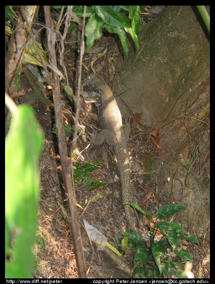lizard