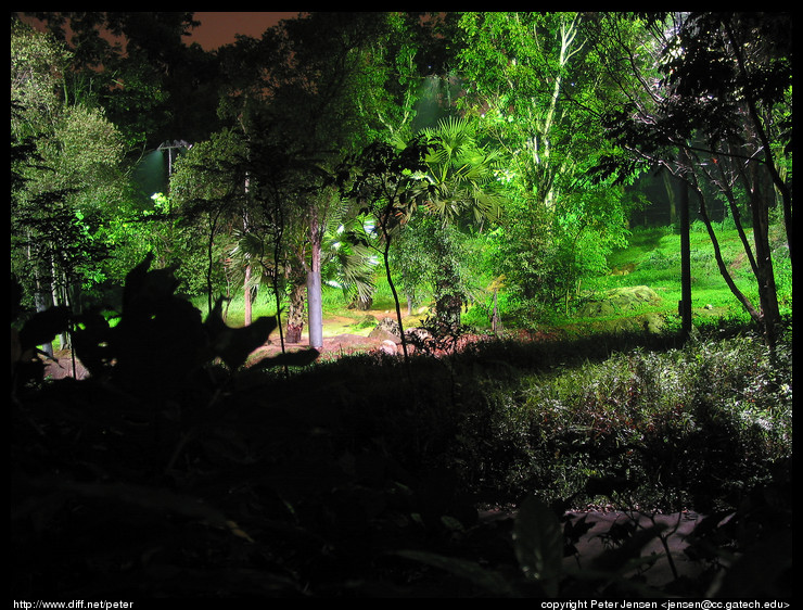 Nigh Safari lions
