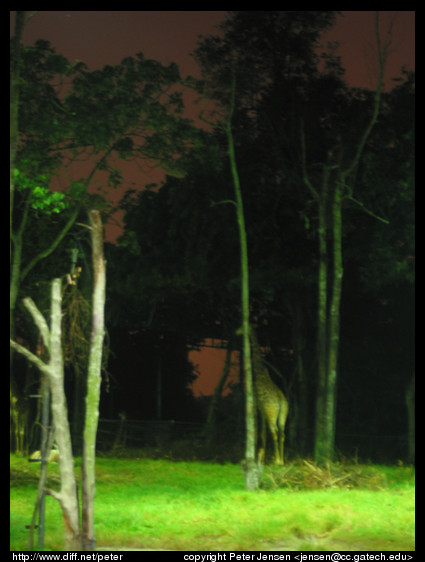 night safari giraffe