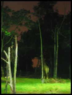 night safari giraffe