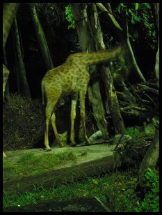 night safari giraffe