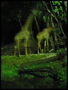 night safari giraffe