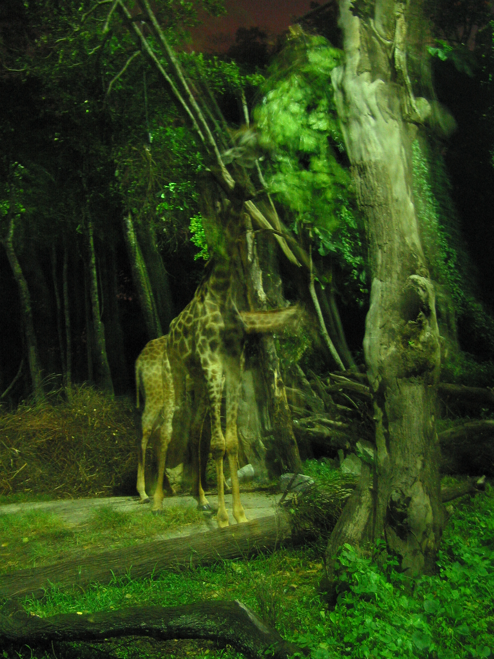 night safari giraffe