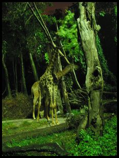 night safari giraffe