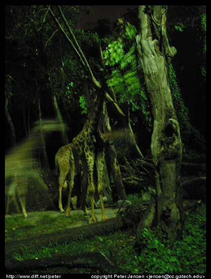 night safari giraffe