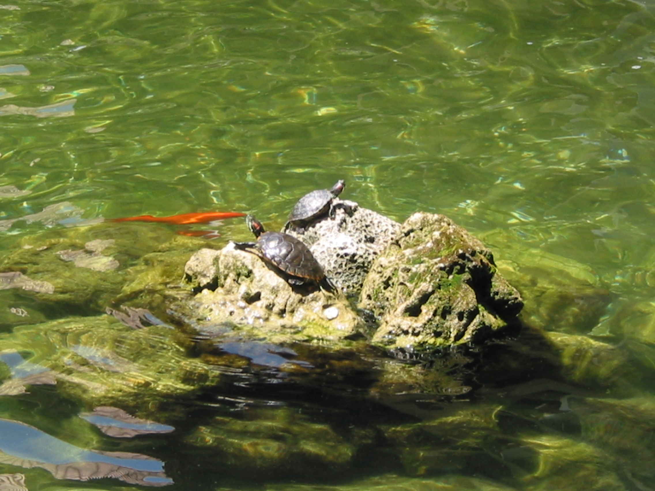 turtles