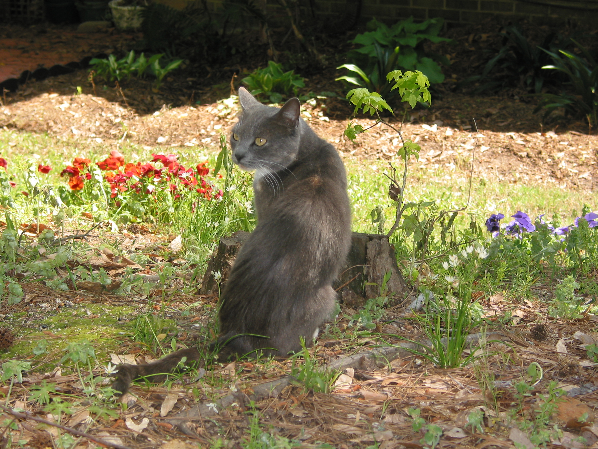 cat