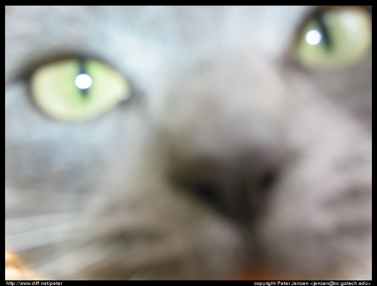 cat, up close