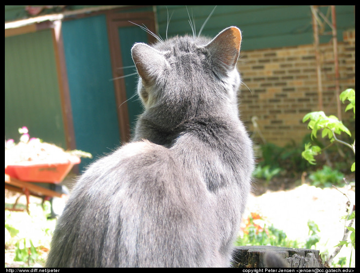 cat