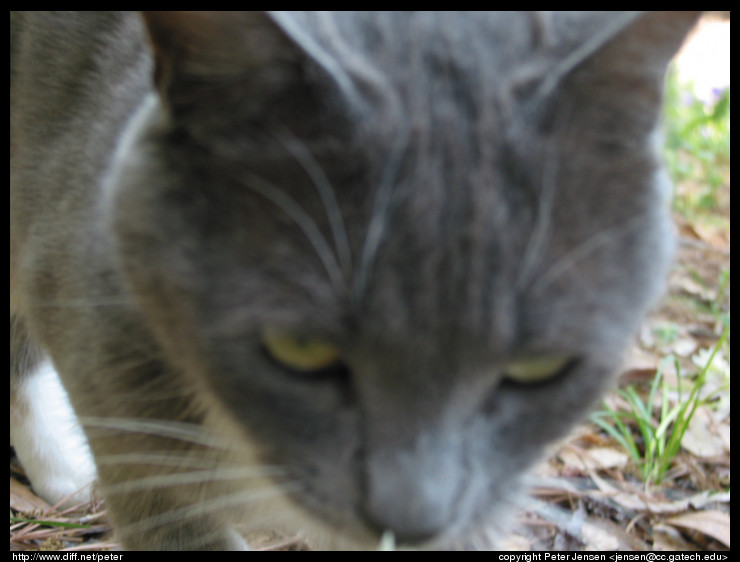 cat, up close