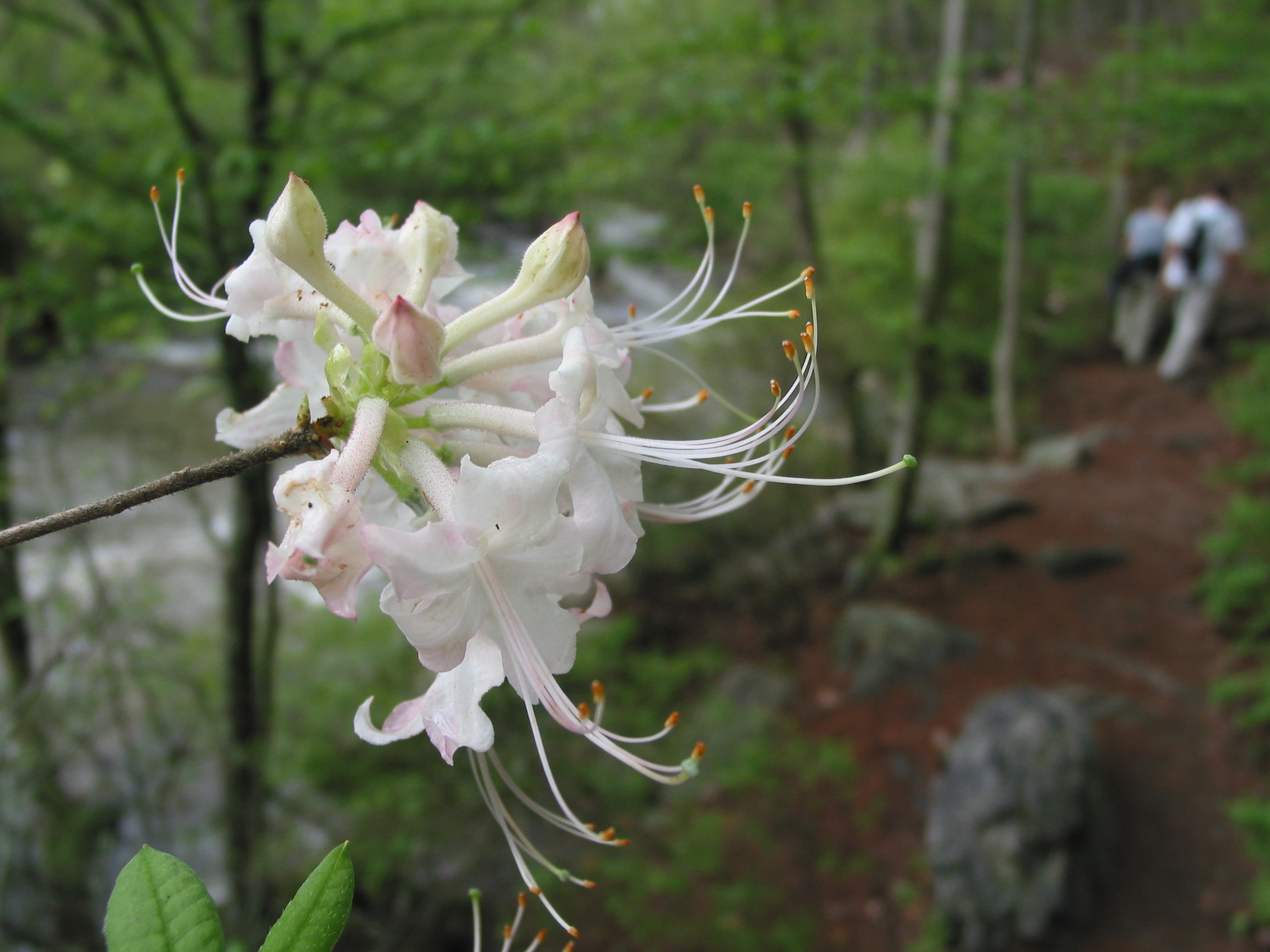 blossom