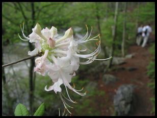 blossom