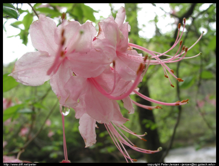 blossom