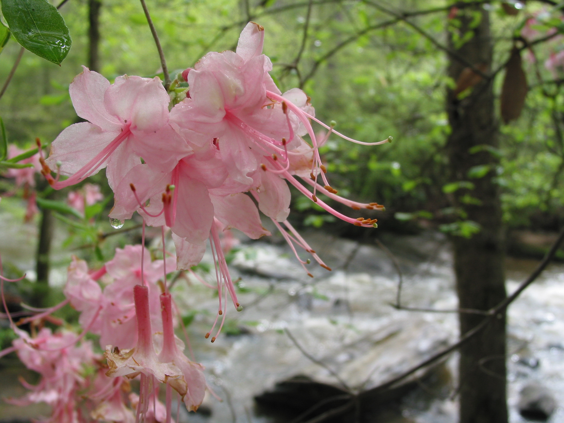 blossom