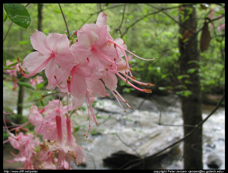 blossom