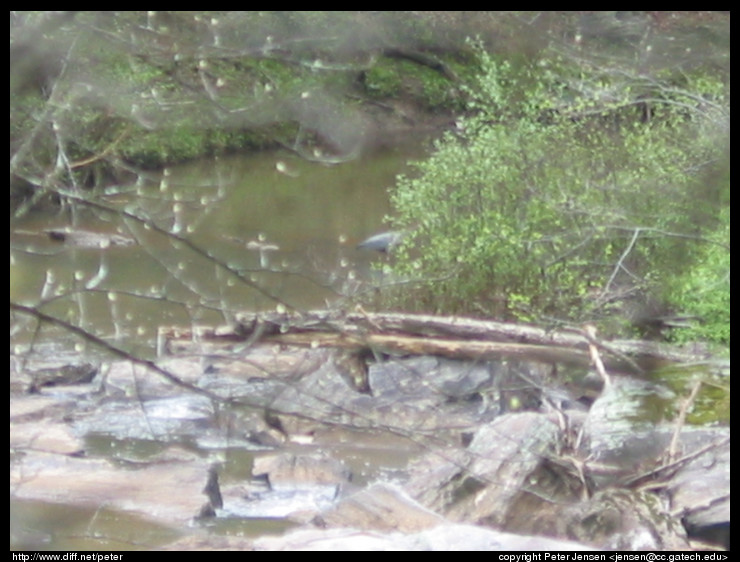 11x digital zoom; attempting to get a great blue heron