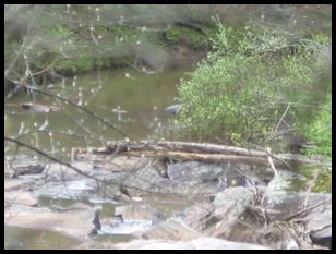 11x digital zoom; attempting to get a great blue heron