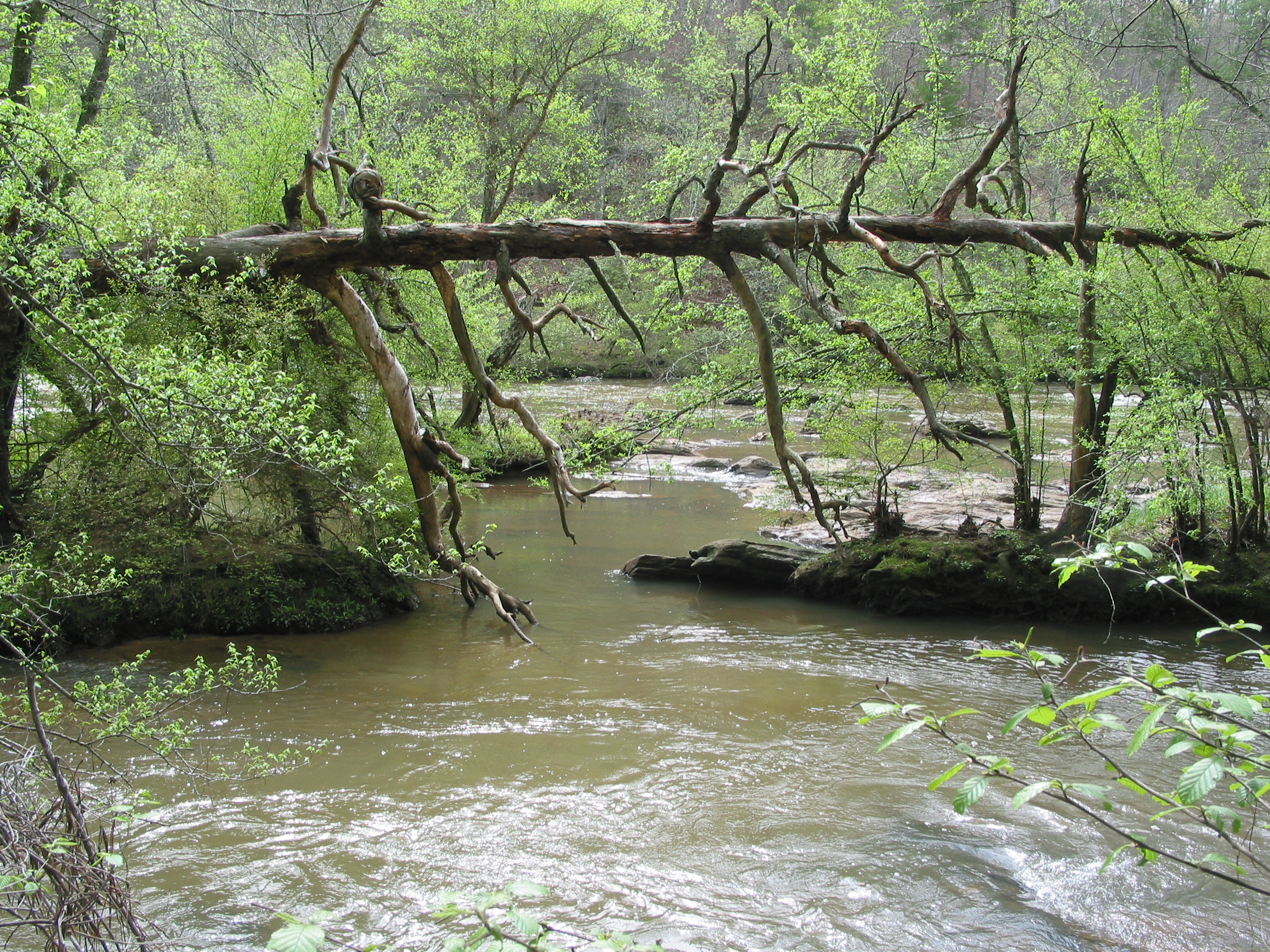 neat fallen tree